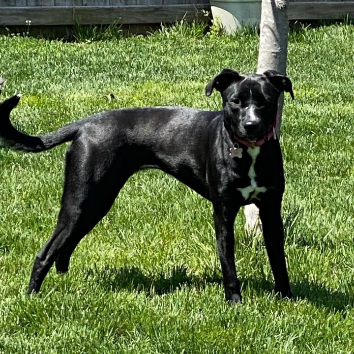 Ruby June (Compass) , an adoptable Labrador Retriever & Border Collie Mix in Springfield, MO_image-2