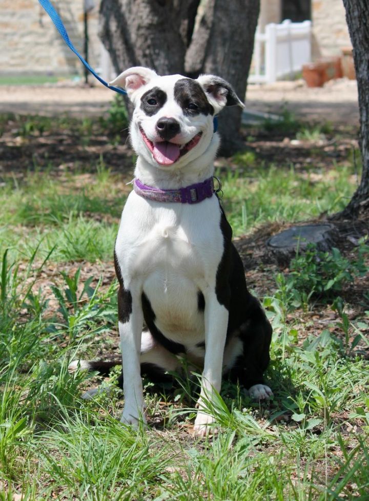 Nova, an adopted Pointer Mix in Austin, TX_image-4