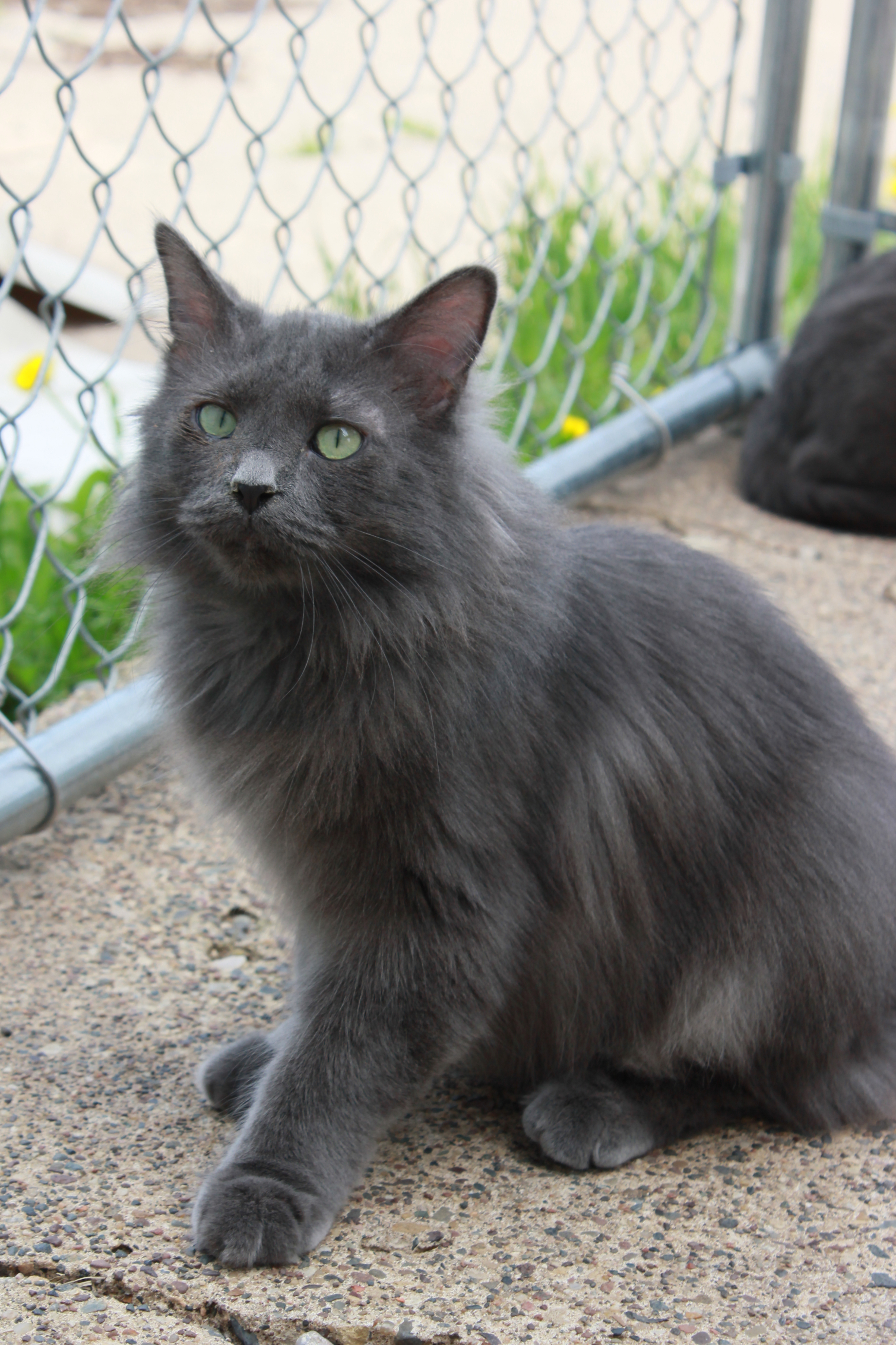 Smartie, an adoptable Domestic Long Hair in New Richmond, WI, 54017 | Photo Image 1