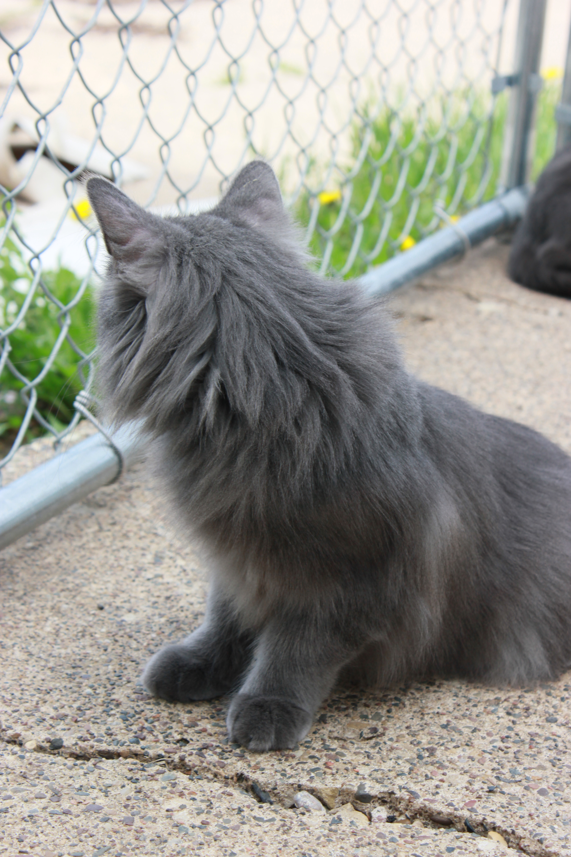 Smartie, an adoptable Domestic Long Hair in New Richmond, WI, 54017 | Photo Image 2