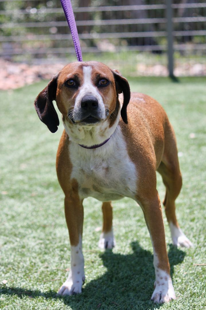 Laurel, an adopted Beagle & Labrador Retriever Mix in San Antonio, TX_image-3