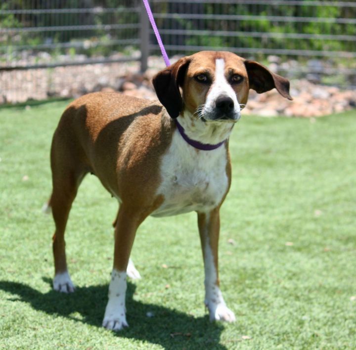 Laurel, an adoptable Beagle & Labrador Retriever Mix in San Antonio, TX_image-4
