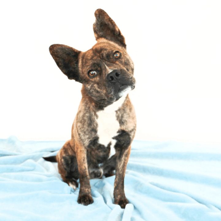 Ryder, an adopted Pit Bull Terrier & Terrier Mix in Clovis, CA_image-1