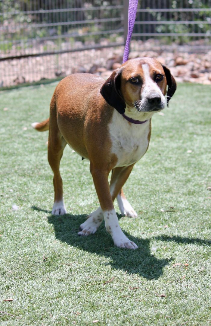 Laurel, an adoptable Beagle & Labrador Retriever Mix in Austin, TX_image-2