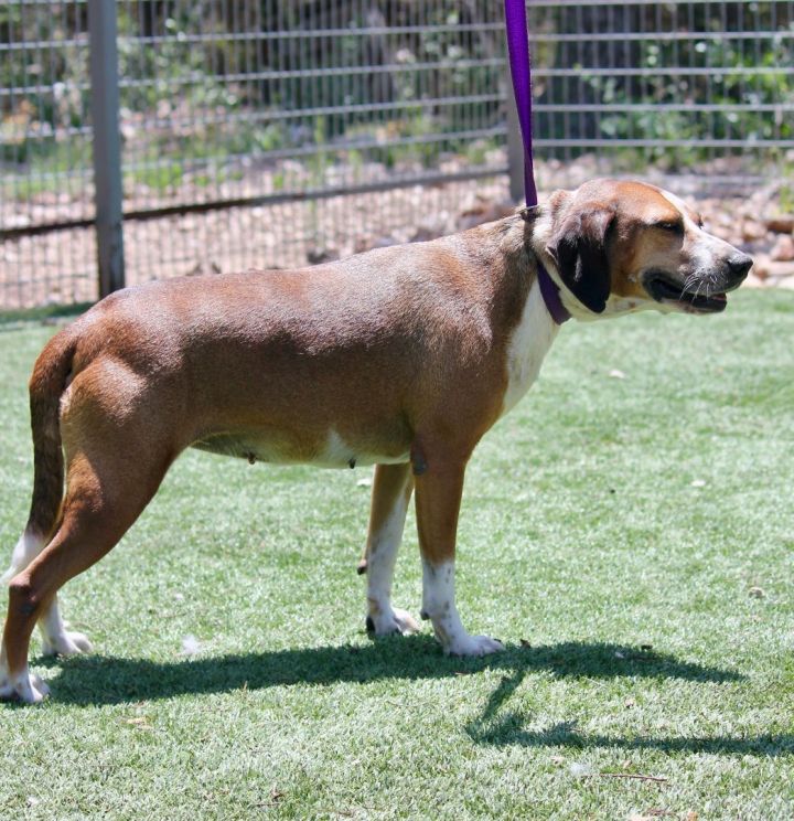 Laurel, an adoptable Beagle & Labrador Retriever Mix in Austin, TX_image-4