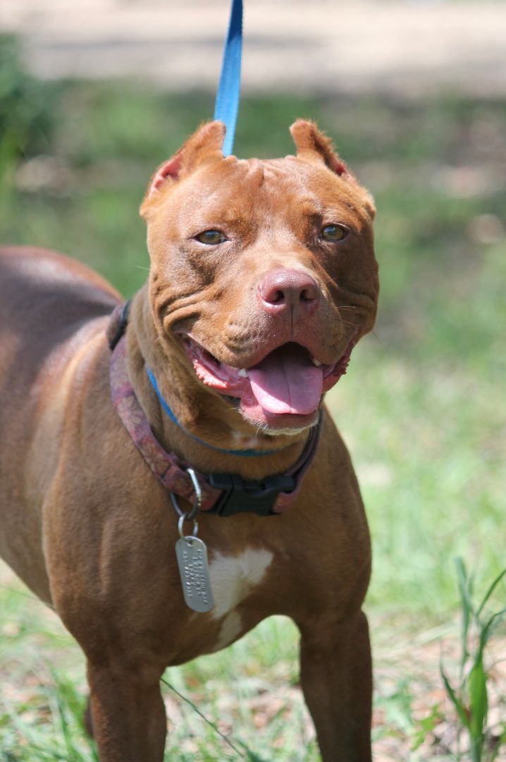 Senna, an adoptable Terrier & Staffordshire Bull Terrier Mix in San Antonio, TX_image-1