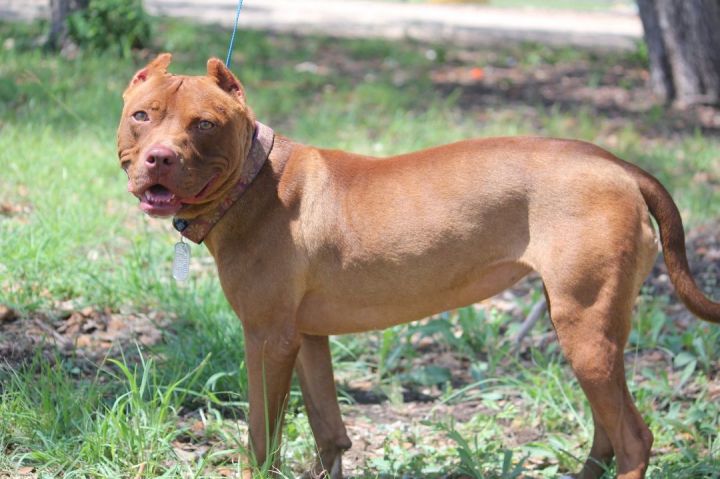 Senna, an adoptable Terrier & Staffordshire Bull Terrier Mix in San Antonio, TX_image-4