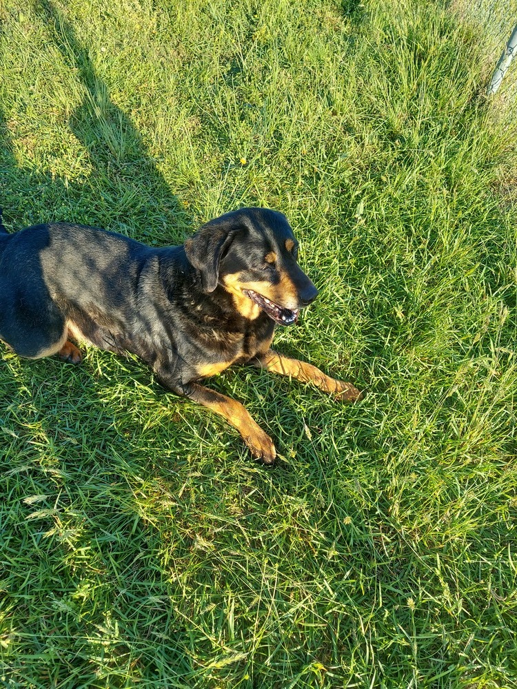 Billie, an adoptable Rottweiler in Roanoke Rapids, NC, 27870 | Photo Image 1