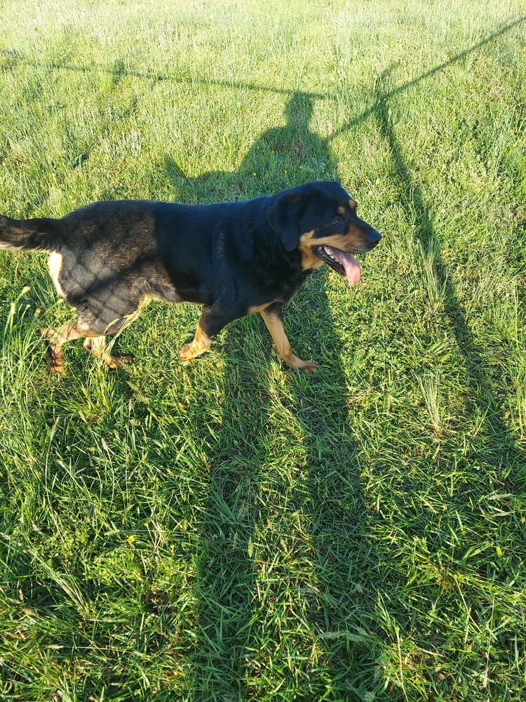 Billie, an adoptable Rottweiler in Roanoke Rapids, NC, 27870 | Photo Image 2