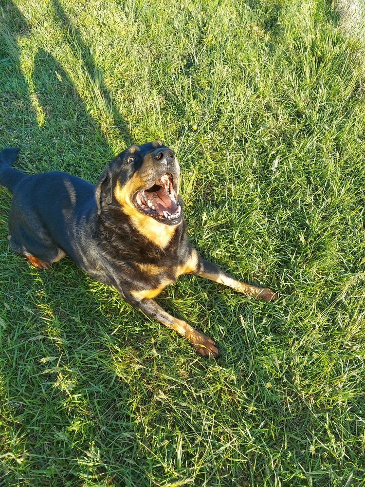 Billie, an adoptable Rottweiler in Roanoke Rapids, NC, 27870 | Photo Image 3