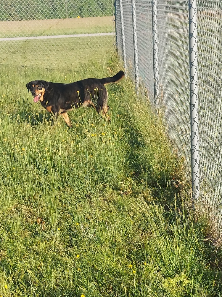 Billie, an adoptable Rottweiler in Roanoke Rapids, NC, 27870 | Photo Image 4