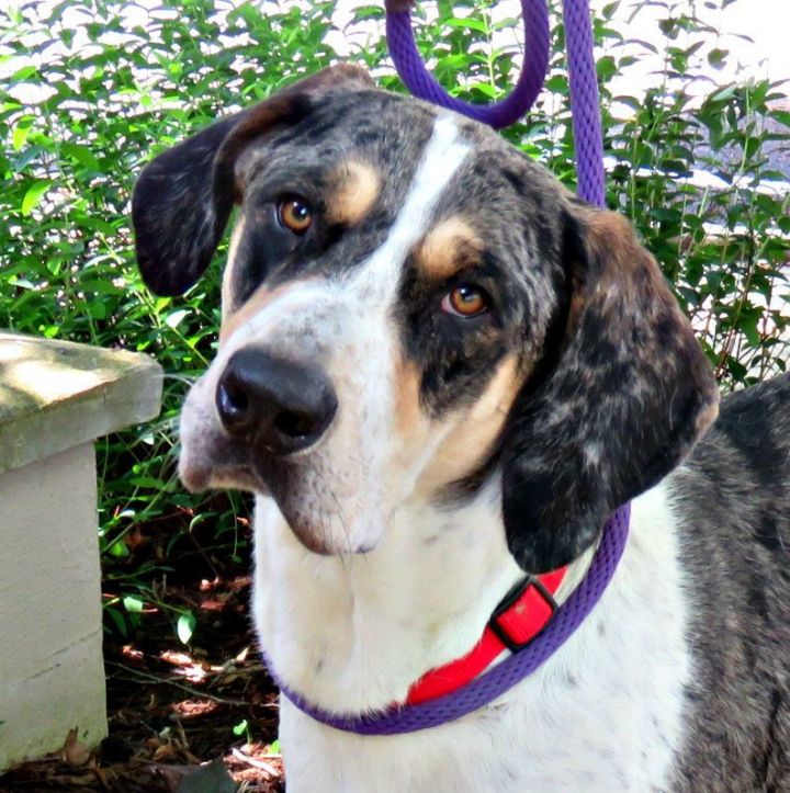 Hank, an adoptable Catahoula Leopard Dog & Great Dane Mix in Lexington, VA_image-4
