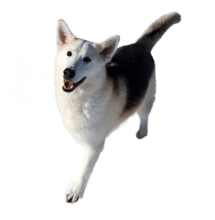 Luna, an adoptable Siberian Husky Mix in Clear Lake, IA_image-1