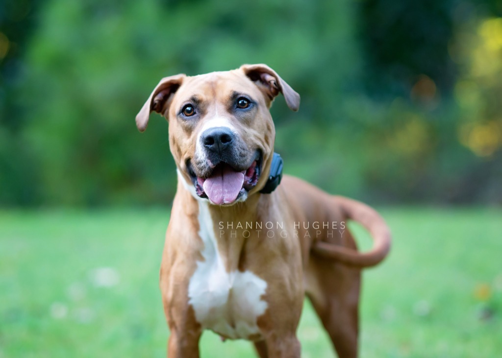 Lolli, an adoptable Boxer, Pit Bull Terrier in Macon, GA, 31210 | Photo Image 1