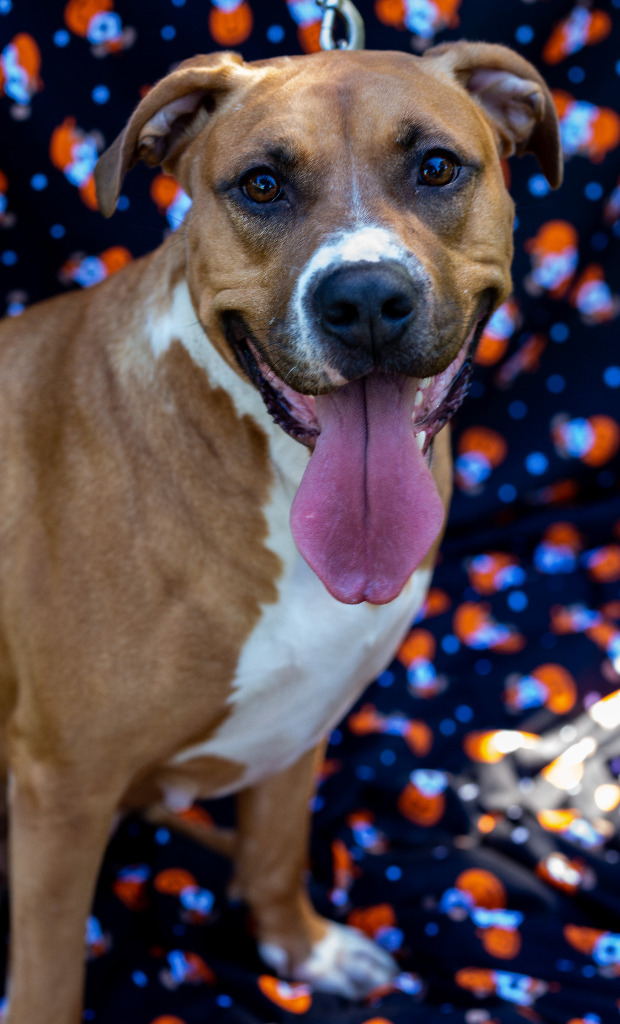 Lolli, an adoptable Boxer, Pit Bull Terrier in Macon, GA, 31210 | Photo Image 2
