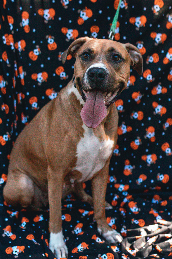 Lolli, an adoptable Boxer, Pit Bull Terrier in Macon, GA, 31210 | Photo Image 3
