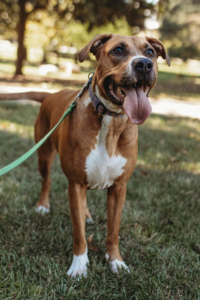 Lolli, an adoptable Boxer, Pit Bull Terrier in Macon, GA, 31210 | Photo Image 4