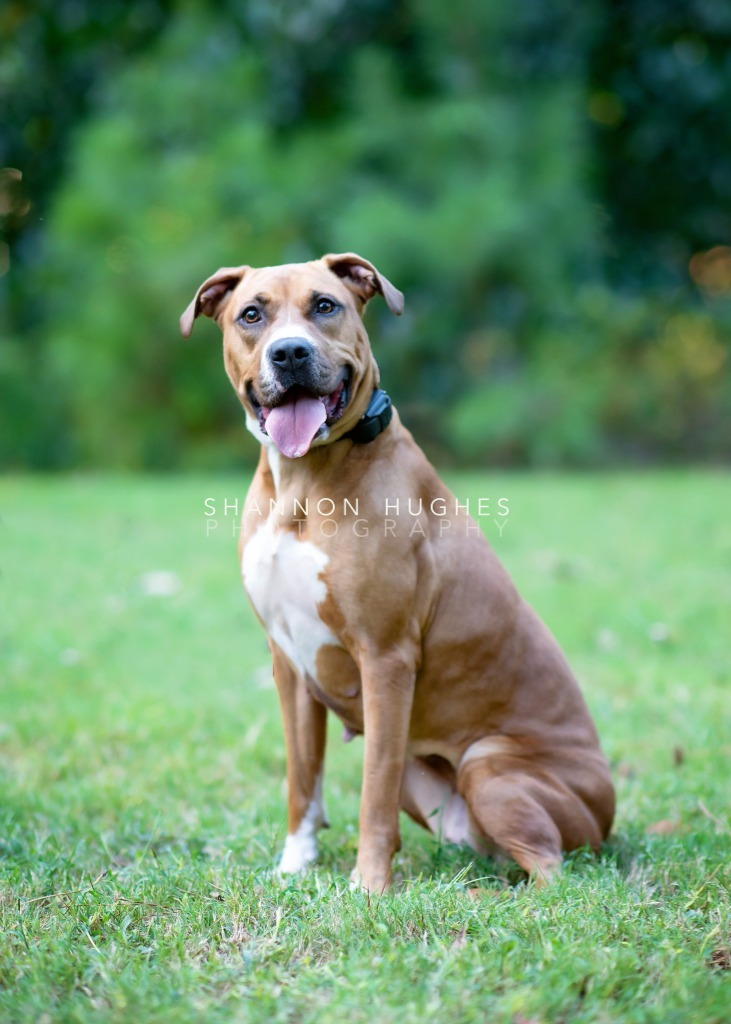 Lolli, an adoptable Boxer, Pit Bull Terrier in Macon, GA, 31210 | Photo Image 6