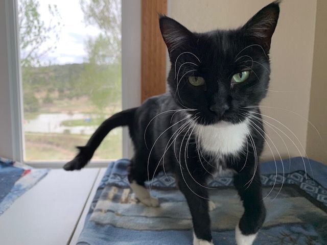Prince Whiskers, an adoptable Domestic Medium Hair Mix in Ridgway, CO_image-2