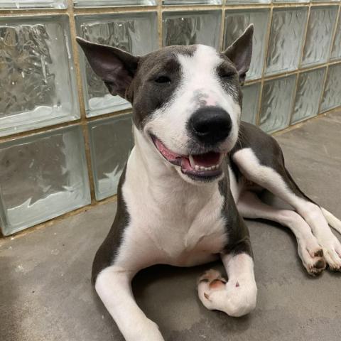 Lana, an adoptable Bull Terrier, American Staffordshire Terrier in Lihue, HI, 96766 | Photo Image 1