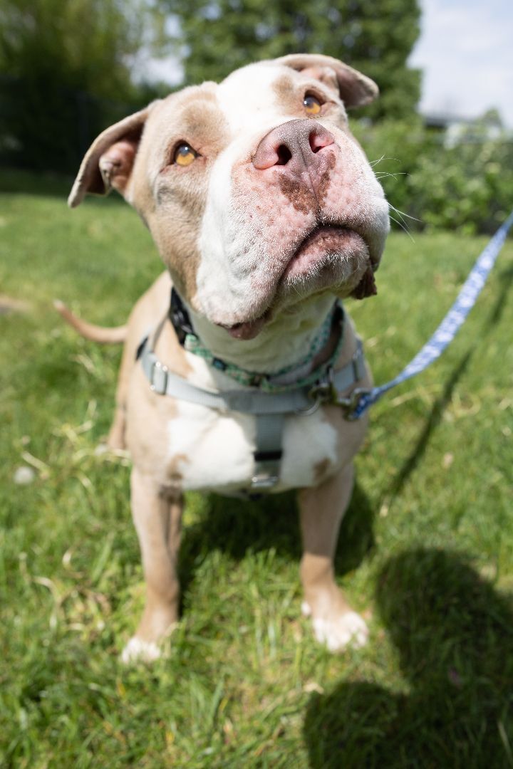 Diego, an adoptable American Staffordshire Terrier Mix in Naperville, IL_image-4