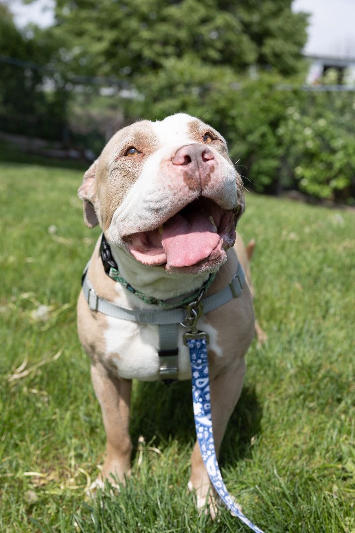 Diego, an adoptable American Staffordshire Terrier Mix in Naperville, IL_image-6