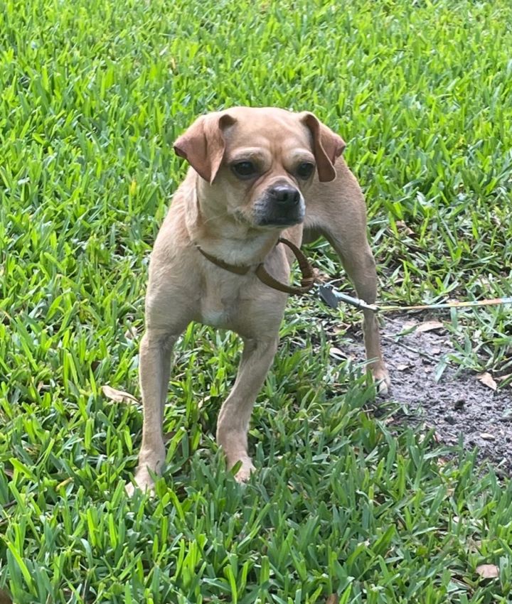 Goose, an adoptable Pug & Chihuahua Mix in Davie, FL_image-2
