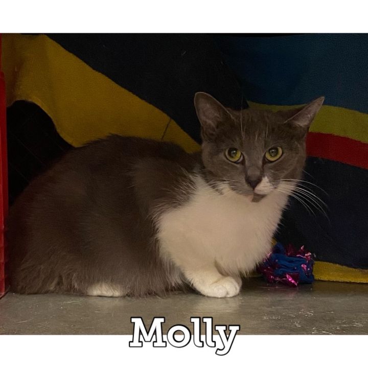 Molly, an adopted Domestic Short Hair in Waynesburg, PA_image-1