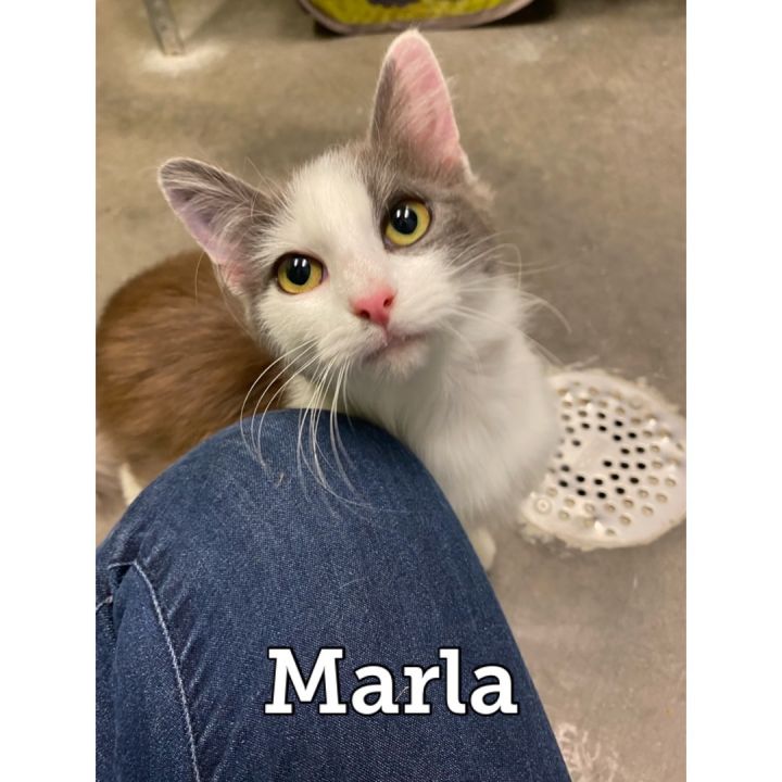 Marla, an adoptable Domestic Medium Hair in Waynesburg, PA_image-1