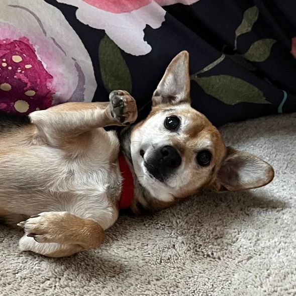 Raymond, an adoptable Beagle & Dachshund Mix in Minneapolis, MN_image-3