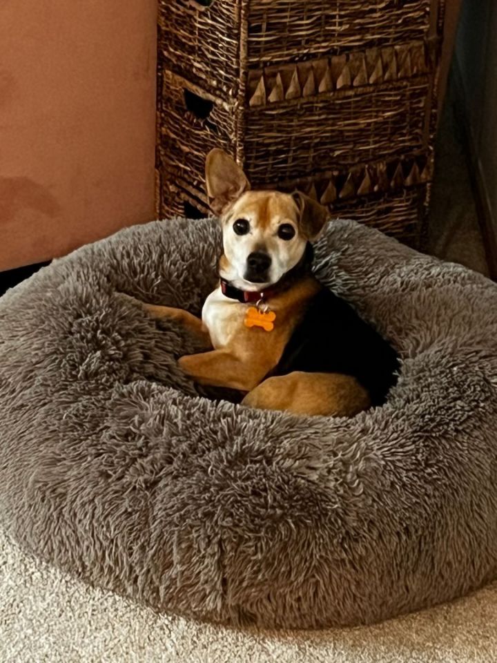 Raymond, an adoptable Beagle & Dachshund Mix in Minneapolis, MN_image-5