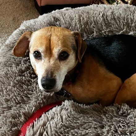 Raymond, an adoptable Beagle Mix in Minneapolis, MN_image-6
