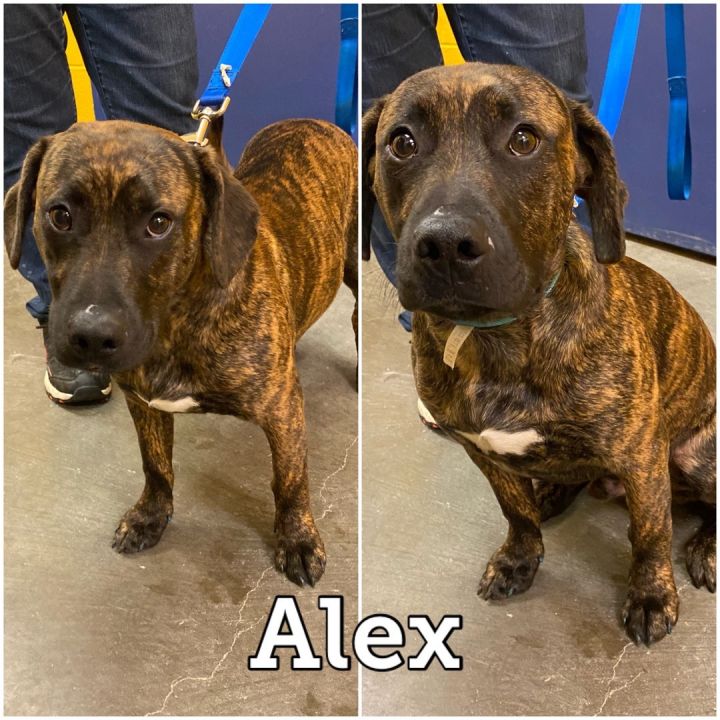 Alex, an adoptable Hound Mix in Waynesburg, PA_image-2