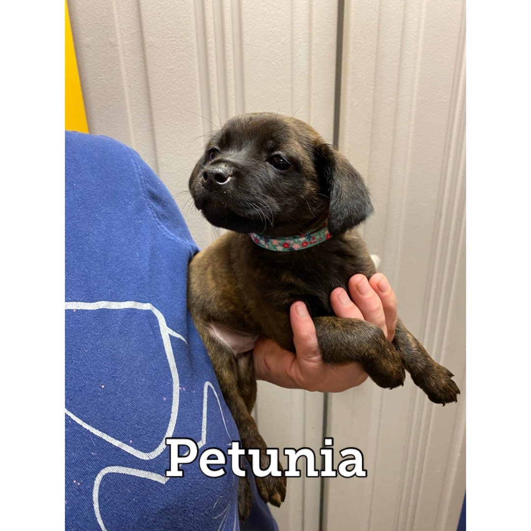 Petunia detail page