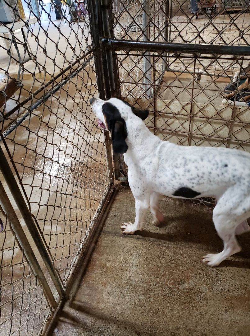 Cooper, an adoptable Coonhound in Waynetown, IN, 47990 | Photo Image 2