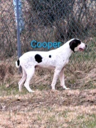 Cooper, an adoptable Coonhound in Waynetown, IN, 47990 | Photo Image 3