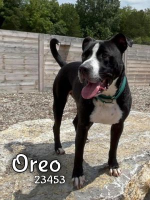 Oreo - $25 Adoption Fee Special Pit Bull Terrier Dog