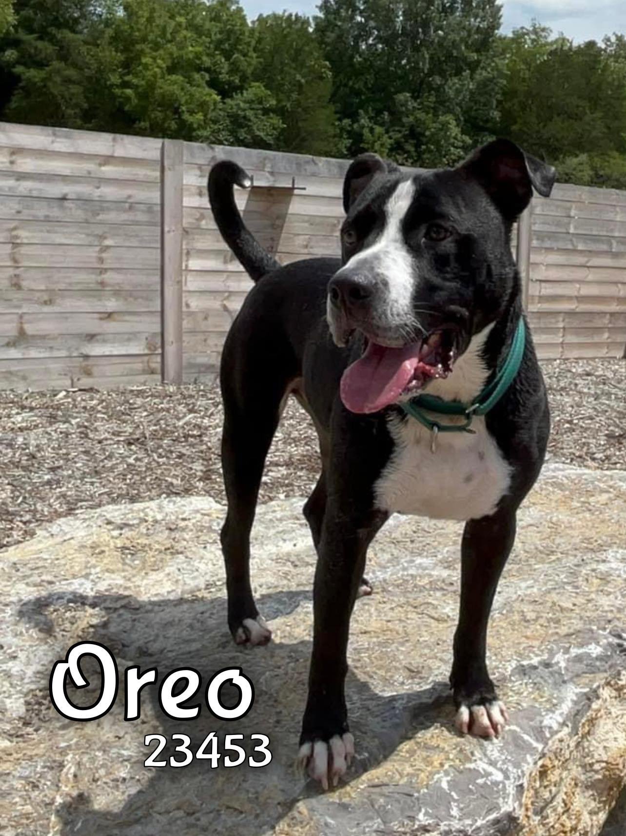 Oreo - $25 Adoption Fee Special, an adoptable Pit Bull Terrier in Oak Ridge, TN, 37830 | Photo Image 1