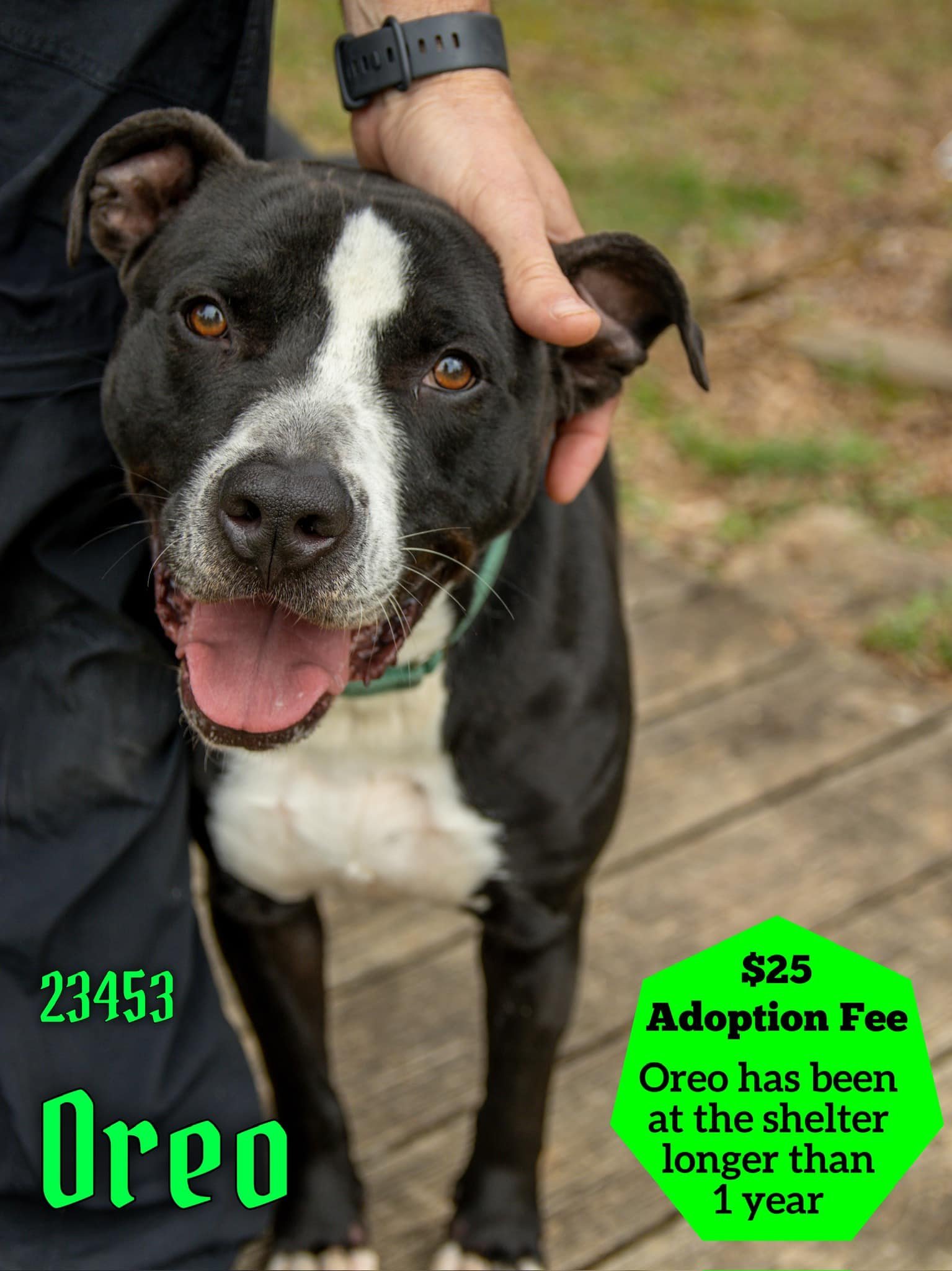 Oreo - $25 Adoption Fee Special, an adoptable Pit Bull Terrier in Oak Ridge, TN, 37830 | Photo Image 2