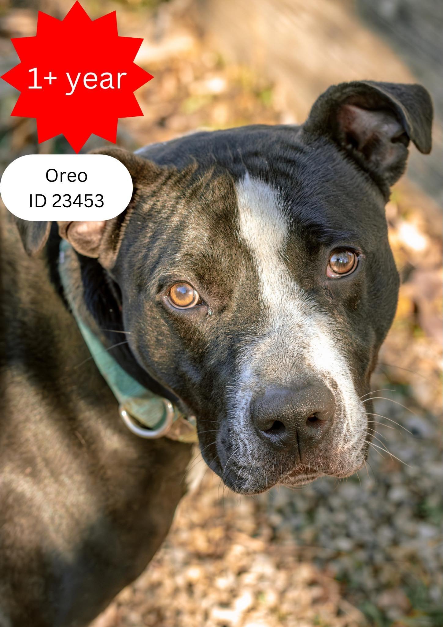 Oreo - $25 Adoption Fee Special, an adoptable Pit Bull Terrier in Oak Ridge, TN, 37830 | Photo Image 3