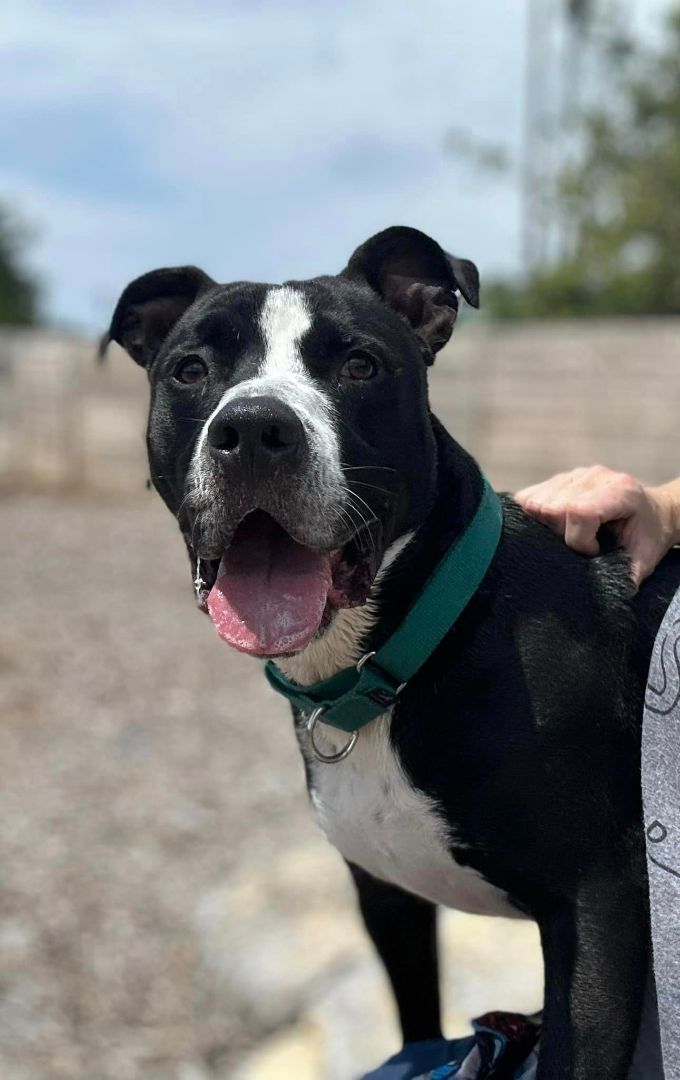 Oreo - $25 Adoption Fee Special, an adoptable Pit Bull Terrier, Boxer in Oak Ridge, TN, 37830 | Photo Image 5