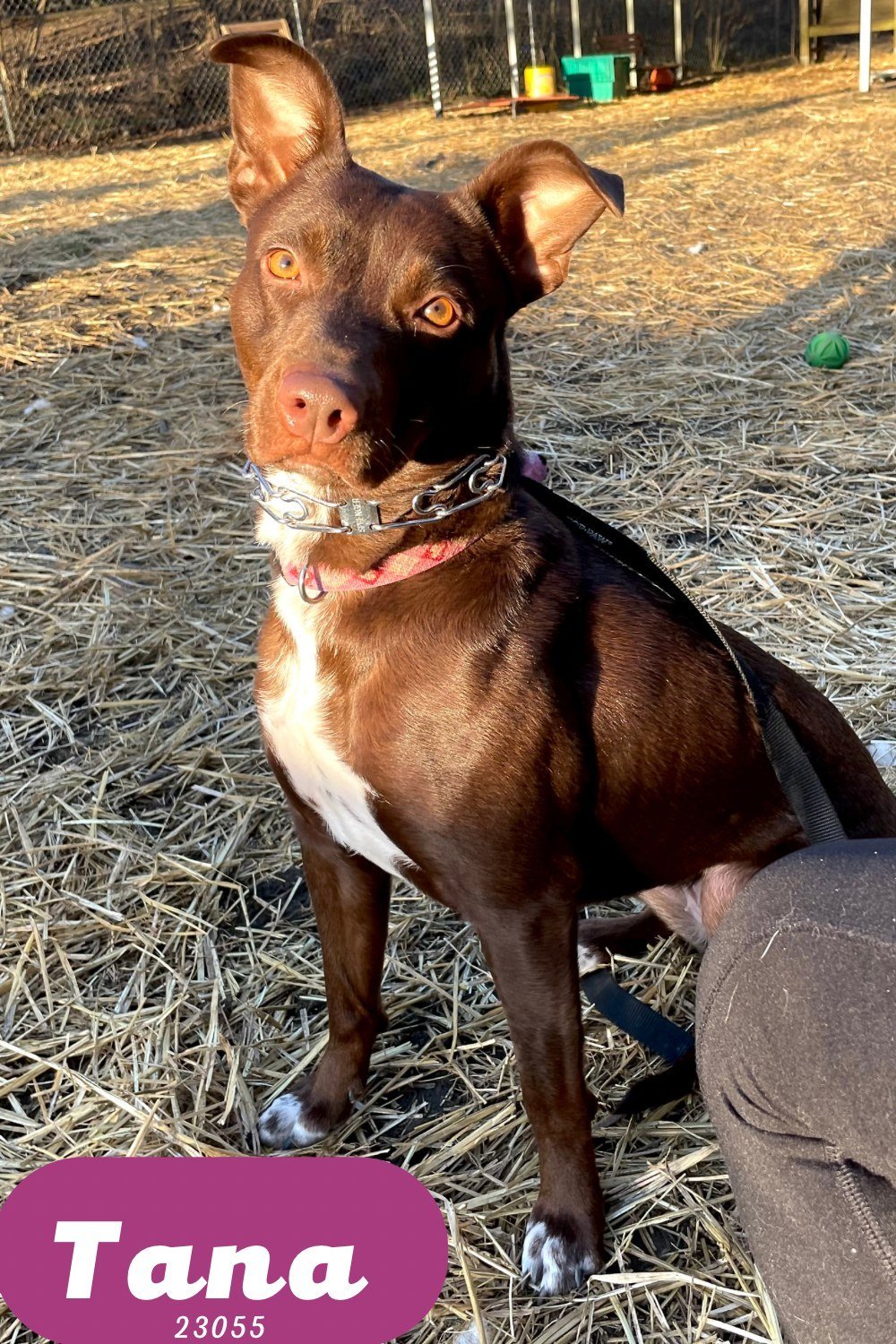 Dog for adoption - Tana - $55 Adoption Fee, a Doberman Pinscher & Pit Bull  Terrier Mix in Oak Ridge, TN | Petfinder