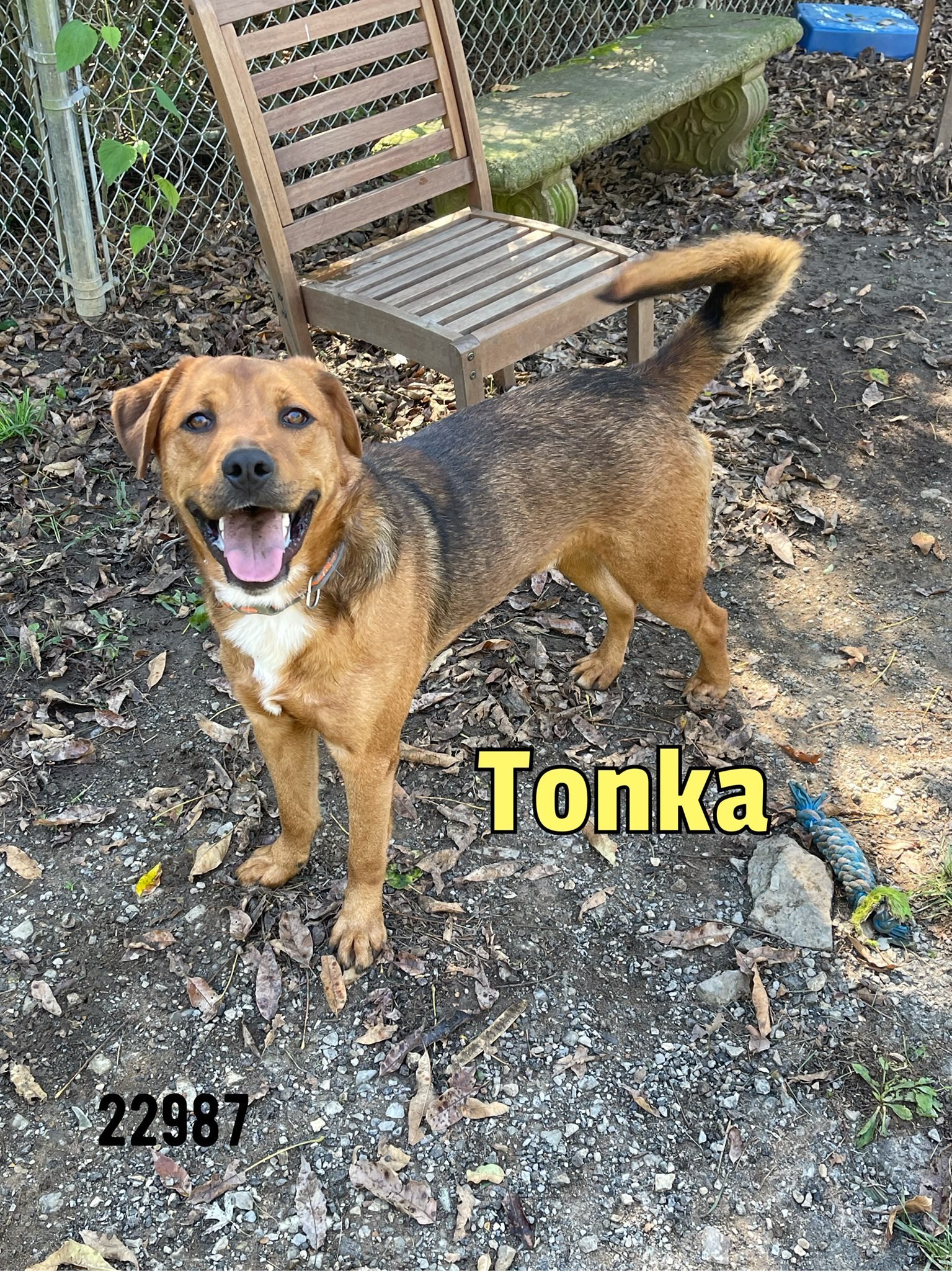 Tonka - $55 Adoption Fee Special