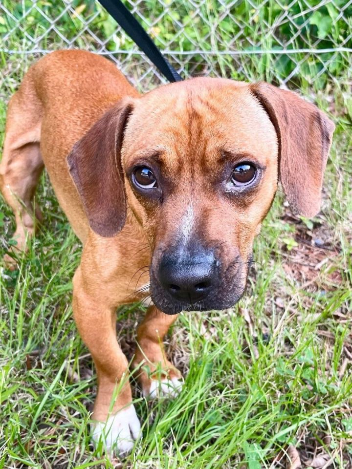 Plummer , an adopted Dachshund & Beagle Mix in Cary, NC_image-2