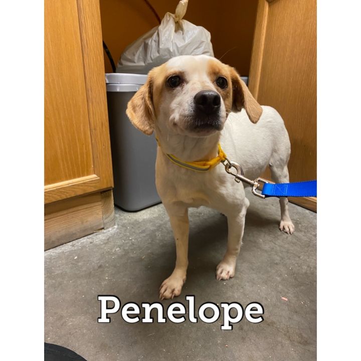 Penelope 1