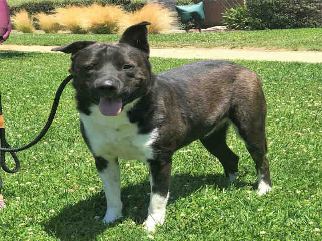 KAZHEM, an adoptable Akita, Mixed Breed in Alameda, CA, 94501 | Photo Image 1