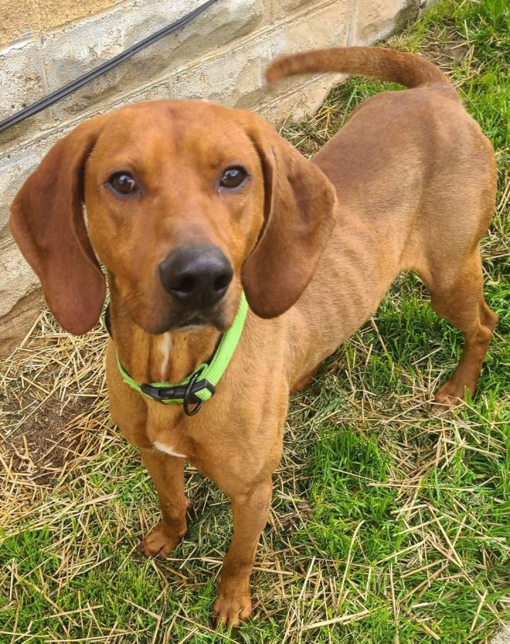 what do you do with a redbone coonhound