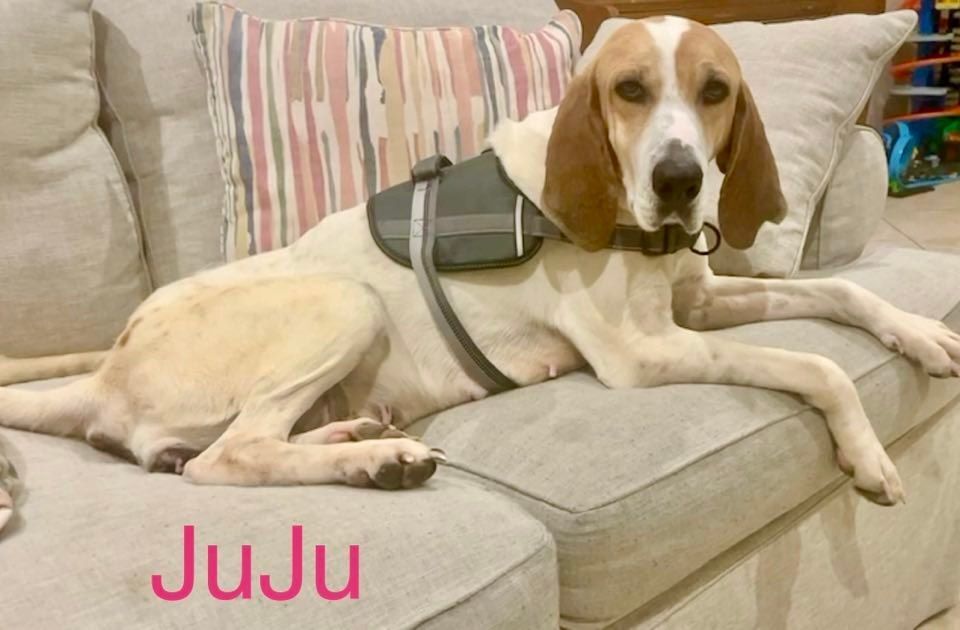 JUJU, an adoptable Hound in Madisonville, LA, 70447 | Photo Image 2