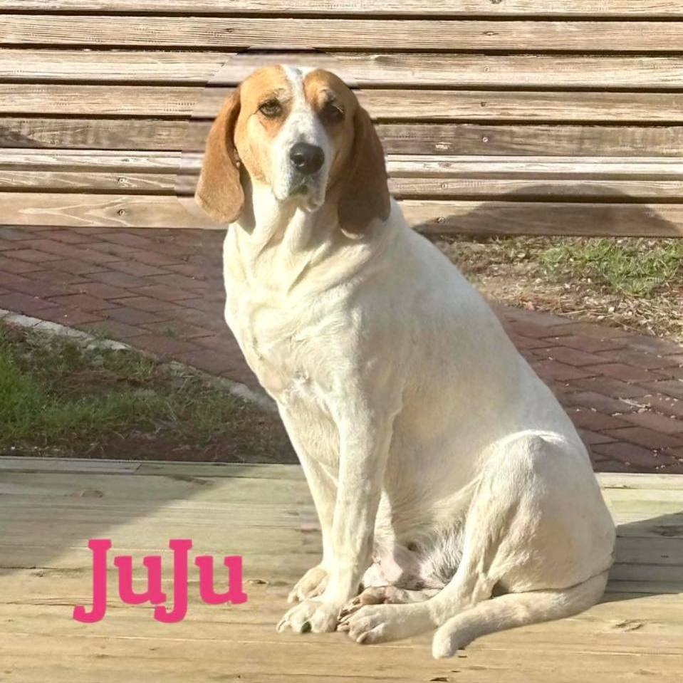 JUJU, an adoptable Hound in Madisonville, LA, 70447 | Photo Image 1