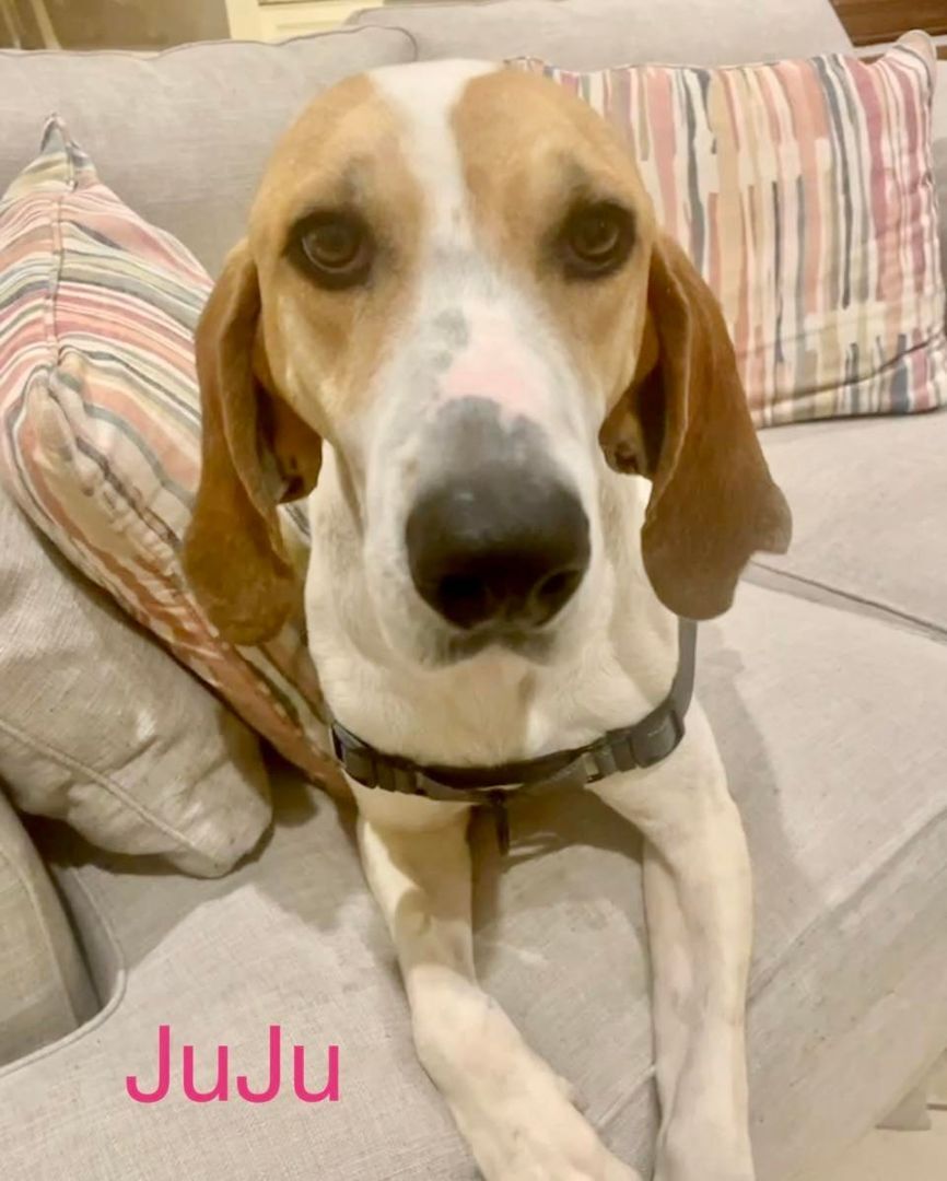 JUJU, an adoptable Hound in Madisonville, LA, 70447 | Photo Image 3